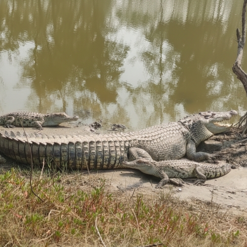 jharkhali tiger rescue centre