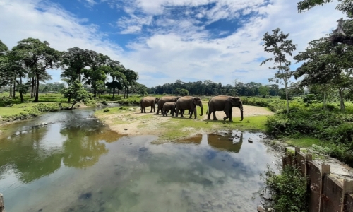 চিলাপাতা ফরেস্ট