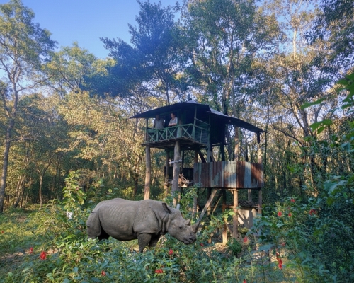 চিলাপাতা ফরেস্ট