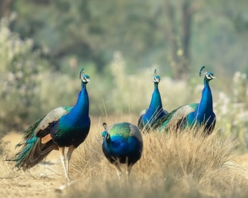 চিলাপাতা ফরেস্ট