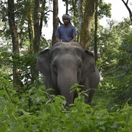 চিলাপাতা ফরেস্ট