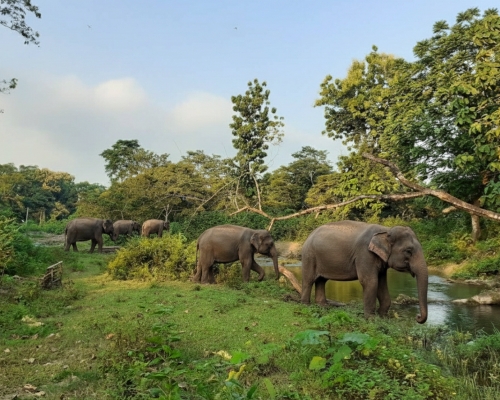 রাজা ভাত খাওয়া