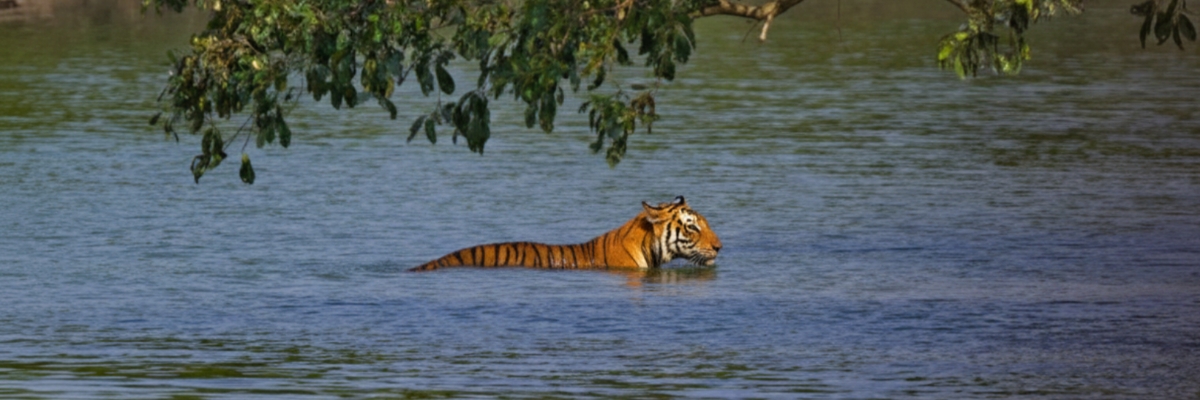 সুন্দরবন