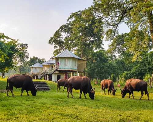 গরু মারা জাতীয় উদ্যান