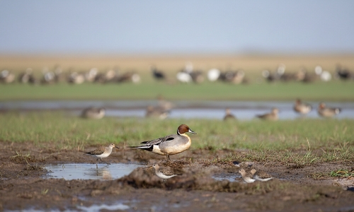 গজলডোবা (পাখিদের স্বর্গরাজ্য)