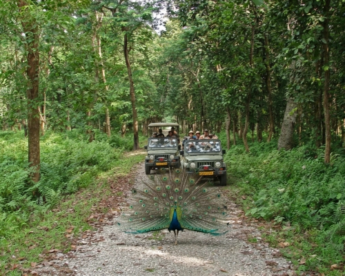Chapramari wildlife sanctuary