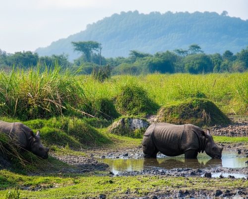 Chapramari wildlife sanctuary