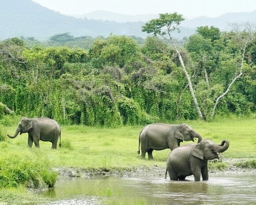Chapramari wildlife sanctuary