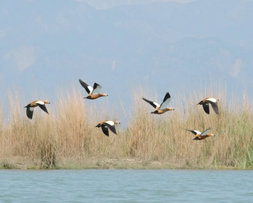 Gajol doba bird watchers গজলডোবা পাখিরালয়