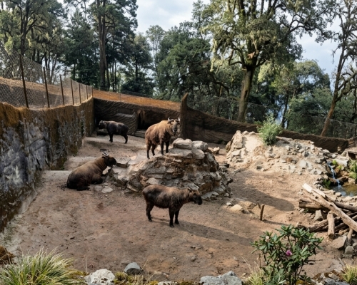 দার্জিলিং চিড়িয়াখানা darjeeling zoo