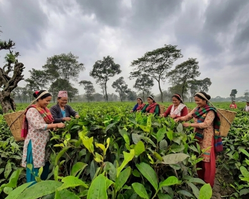 চায়ের বাগান darjeeling tea garden