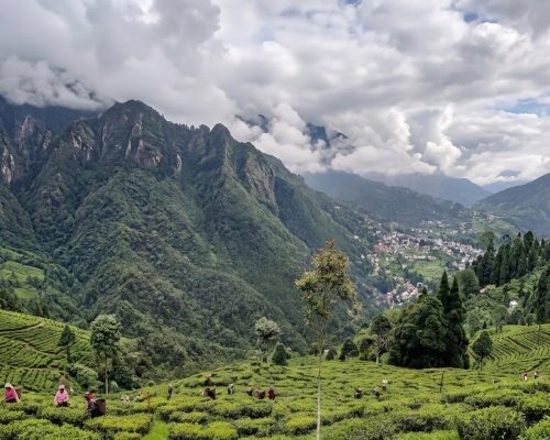 চায়ের বাগান darjeeling tea garden