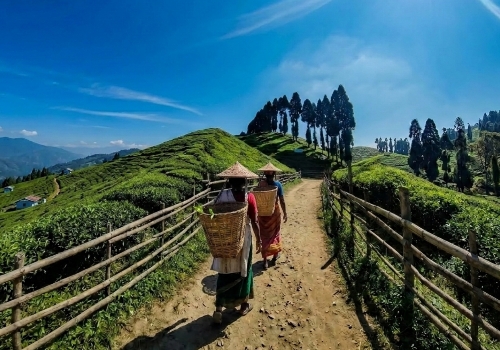 চায়ের বাগান darjeeling tea garden