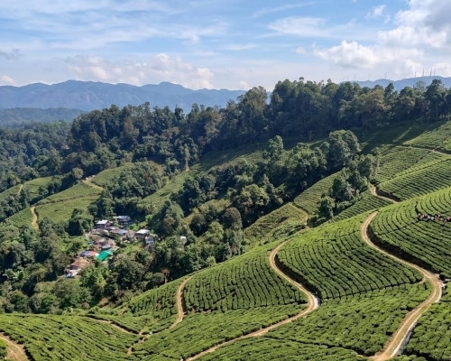 চায়ের বাগান darjeeling tea garden