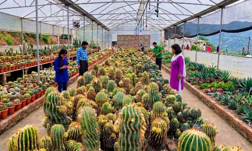 পাইন ভিউ নার্সারি pine view nursery