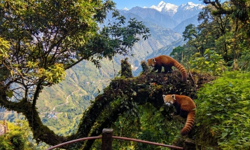 নেওড়া ভ্যালি ন্যাশনাল পার্ক neora valley National park