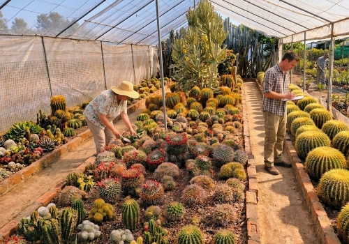 পাইন ভিউ নার্সারি pine view nursery