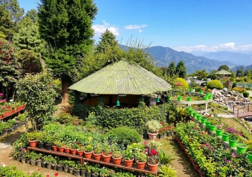 পাইন ভিউ নার্সারি pine view nursery