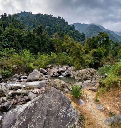 নেওড়া ভ্যালি ন্যাশনাল পার্ক neora valley National park