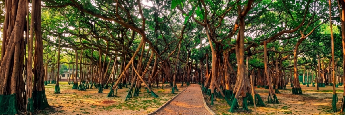 শিবপুর বোটানিক্যাল গার্ডেন