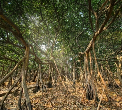 শিবপুর বোটানিক্যাল গার্ডেন (Acharya Jagadish Chandra Bose Indian Botanic Garden)