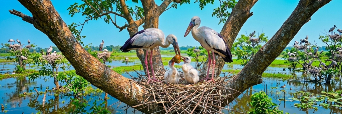 Kulik Bird & Wildlife Sanctuary কুলিক