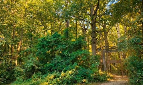 সাঁপনিখলা বন (Sap Nikla Forest)