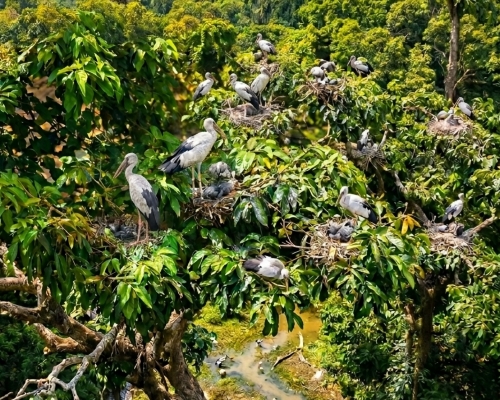 কুলিক পক্ষীনিবাস (Raiganj Wildlife Sanctuary) kulik