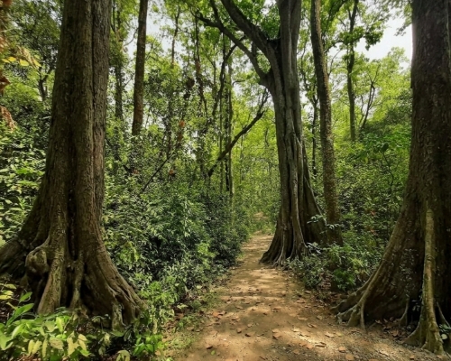 সাঁপনিখলা বন (Sap Nikla Forest) north dinajpur