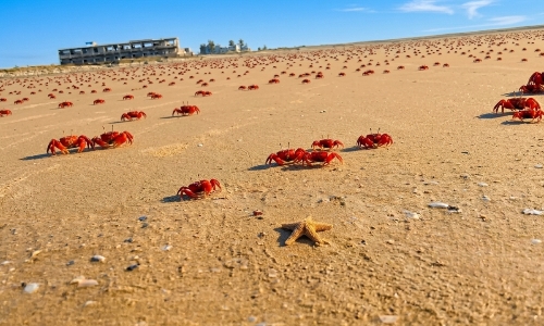 মন্দারমনি সমুদ্র সৈকত mandarmani sea beach