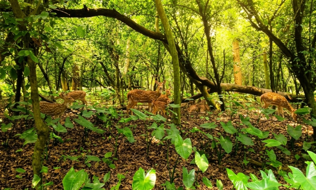 Bibhutibhushan Wildlife Sanctuary, পারমদন ফরেস্ট, Parmadan Deer Park, উত্তর ২৪ পরগনা, Ichamati River, চিত্রা হরিণ, Chital Deer, বিভূতিভূষণ বন্দ্যোপাধ্যায়, Ecotourism, বনগাঁ মহকুমা, Wildlife Conservation, পাখি পর্যবেক্ষণ, Nature Trail, শাল বাগান, Weekend Getaway